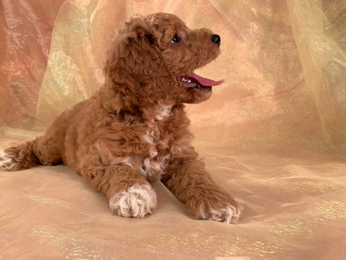 Male Dark Red Cockapoo Puppy For Sale $975